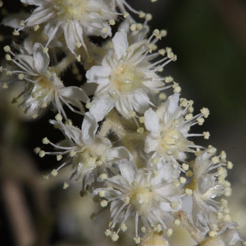 Shrub Holodiscus Discolor Seeds 