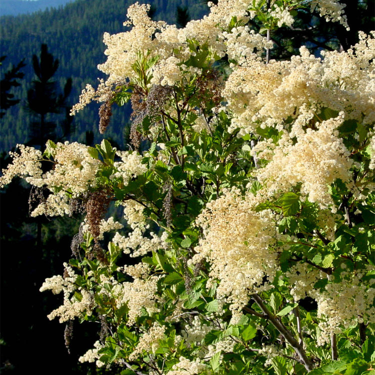 Shrub Holodiscus Discolor Seeds 