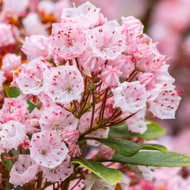Shrub Mountain Laurel Seeds