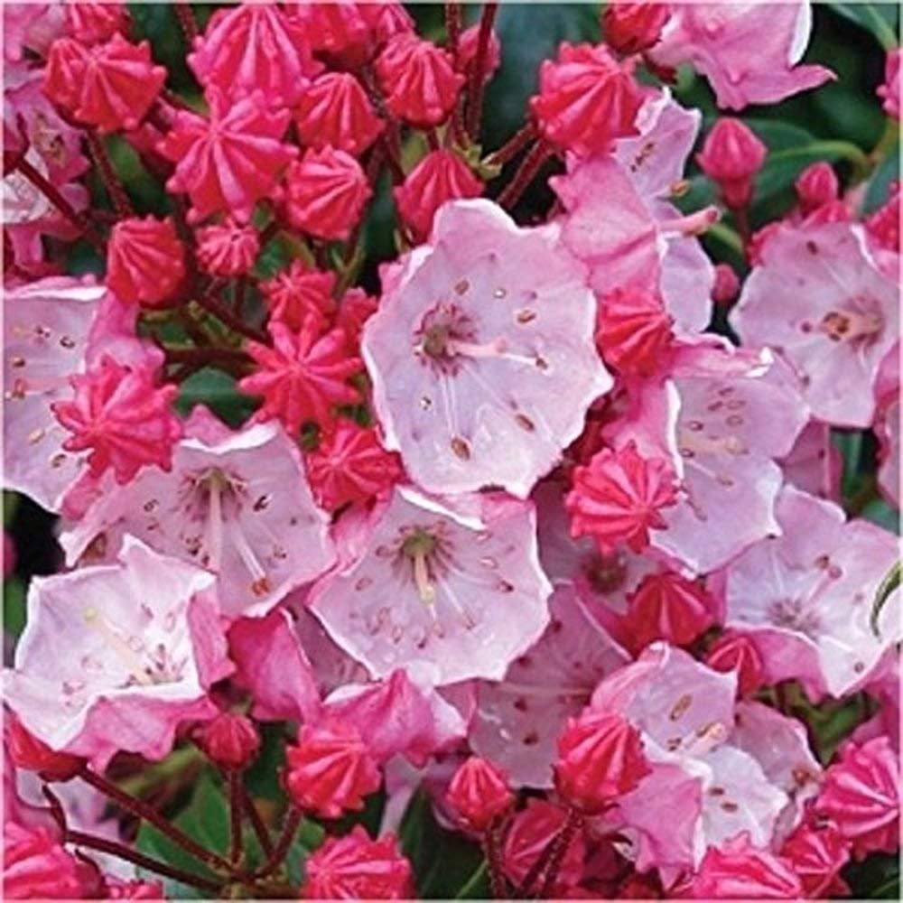 Shrub Mountain Laurel Seeds