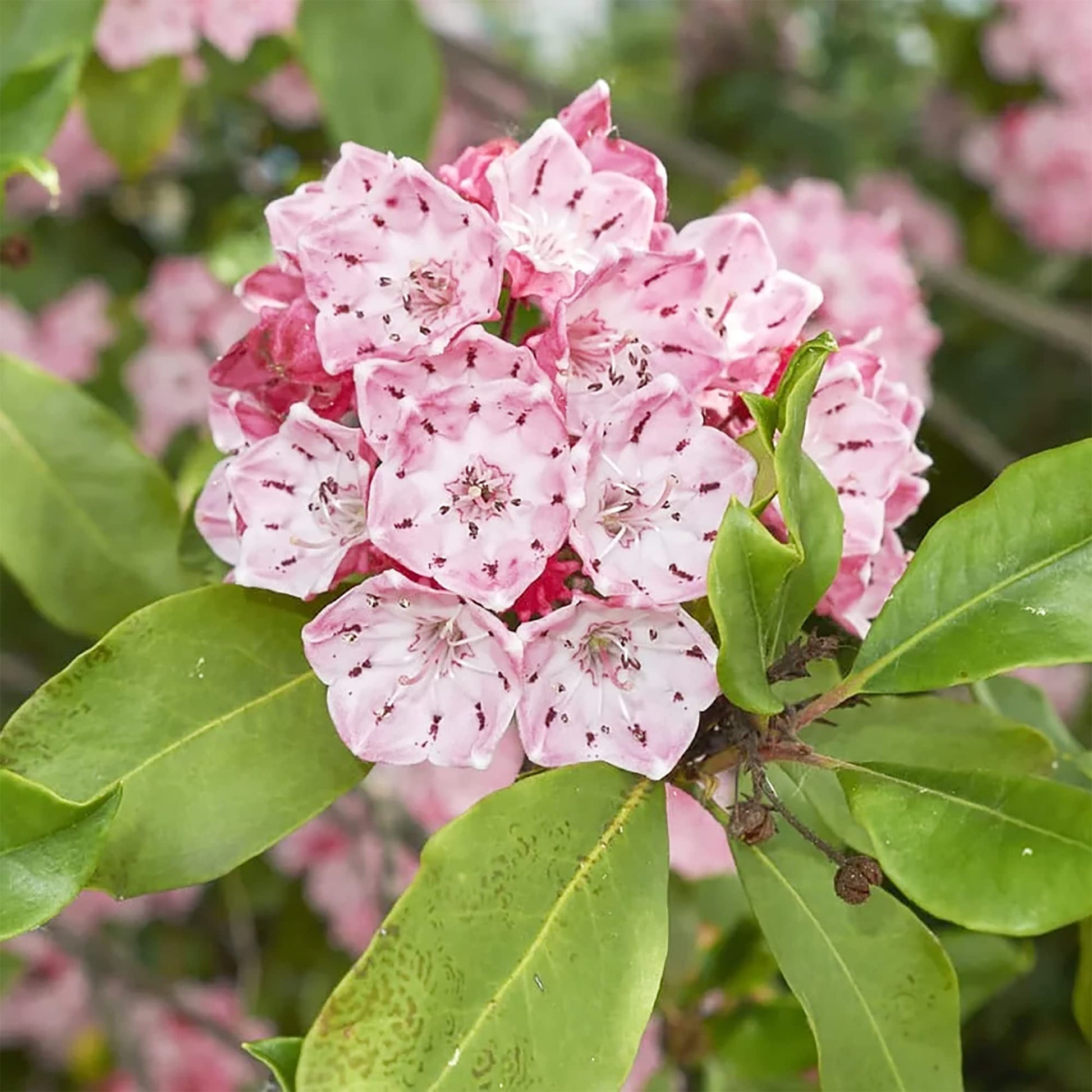 Shrub Mountain Laurel Seeds