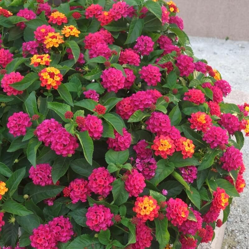 Shrub Verbena Seeds - Flower Plant