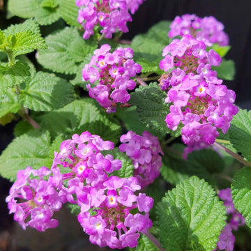 Shrub Verbena Seeds - Flower Plant