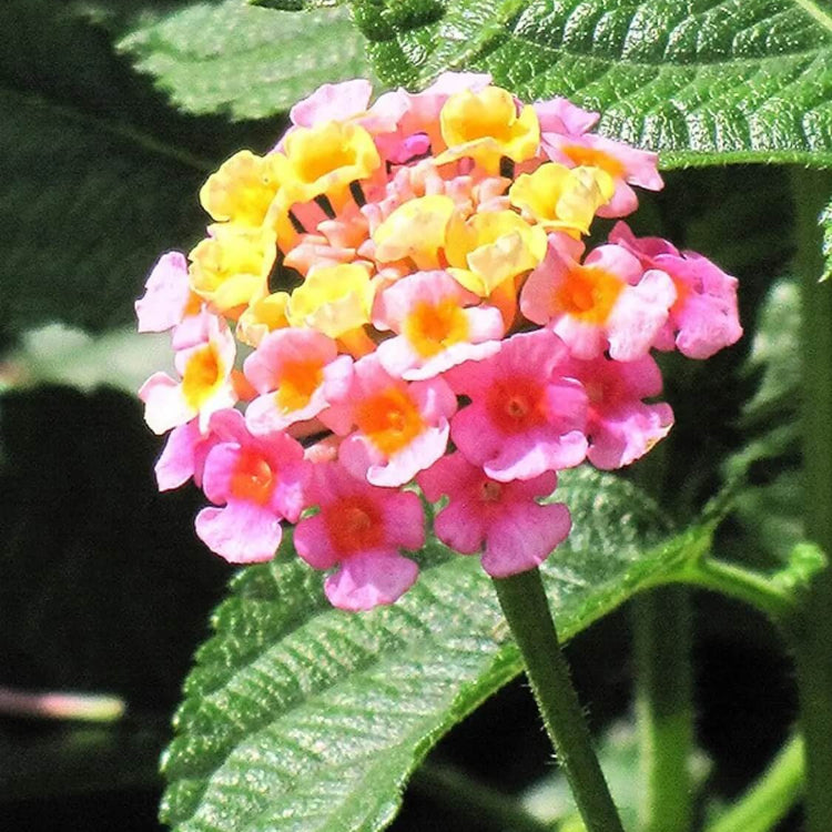 Shrub Verbena Seeds - Flower Plant