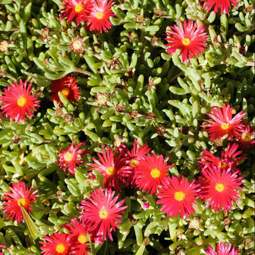 Ice Plant Seeds – Red