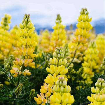 Lupine Seeds – Wildflower Yellow