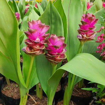 Siam Tulip Seeds - Flower Plant