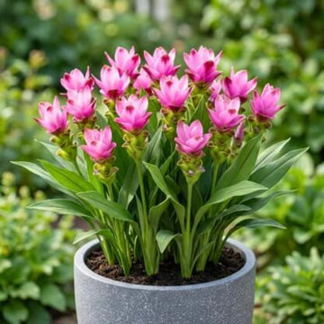 Siam Tulip Seeds - Flower Plant