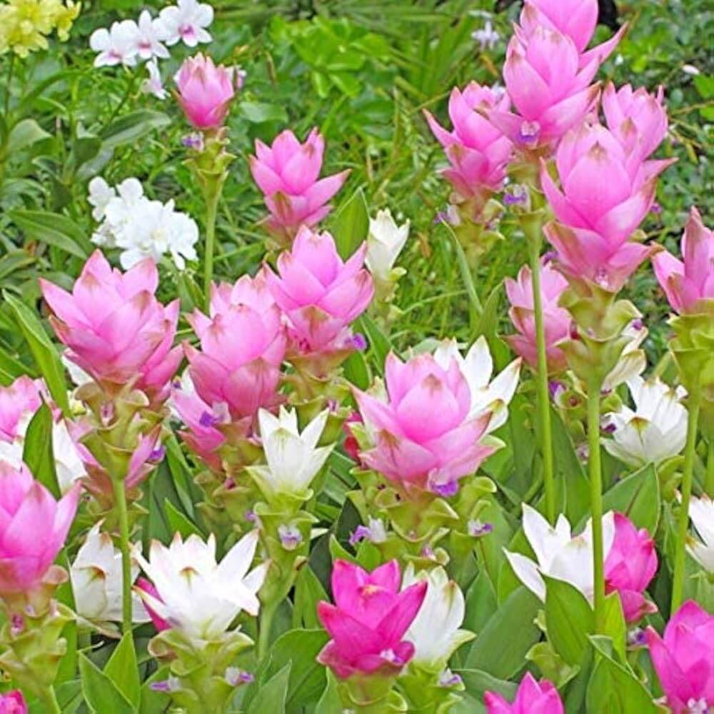 Siam Tulip Seeds - Flower Plant
