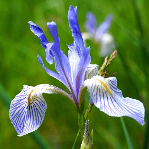 Siberian Iris Seeds