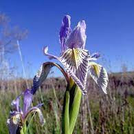 Siberian Iris Seeds