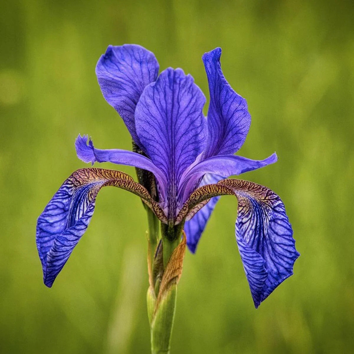 Siberian Iris Seeds