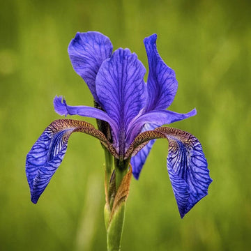 Siberian Iris Seeds