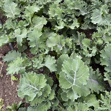 Siberian Kale Seeds