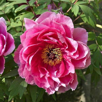 Siberian Rose Fern leaf Peony Seeds