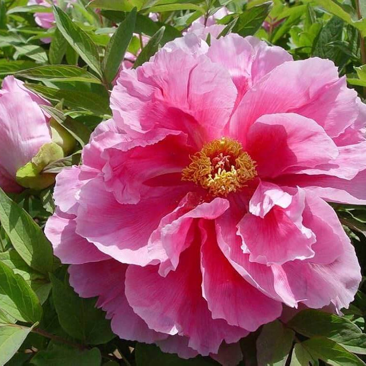 Siberian Rose Fern leaf Peony Seeds