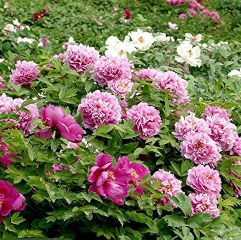 Siberian Rose Fern leaf Peony Seeds