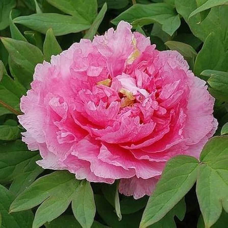 Siberian Rose Fern leaf Peony Seeds