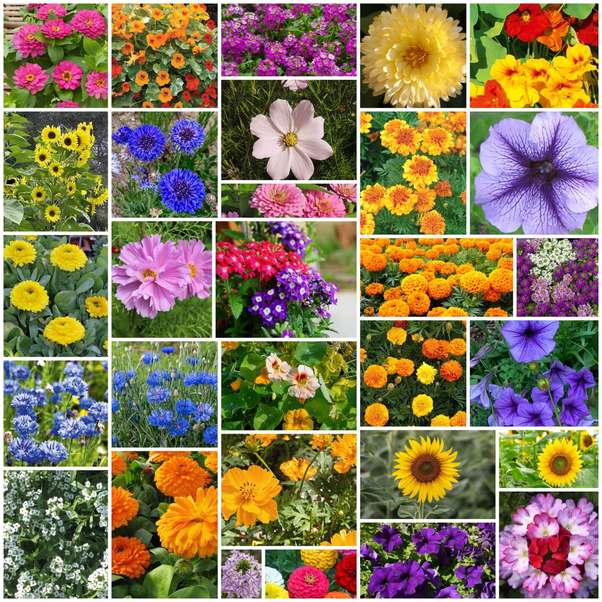 Signature Flower Seed Pack