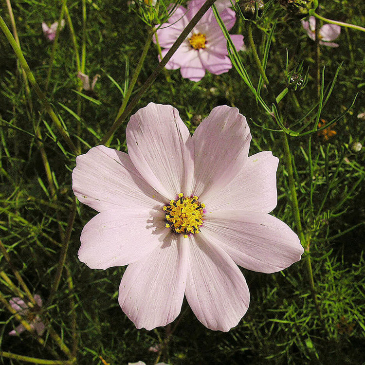 Signature Flower Seed Pack