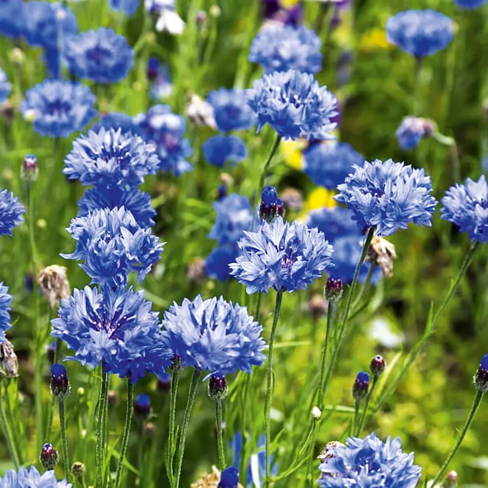 Signature Flower Seed Pack