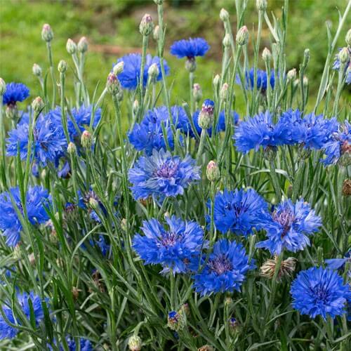Signature Flower Seed Pack