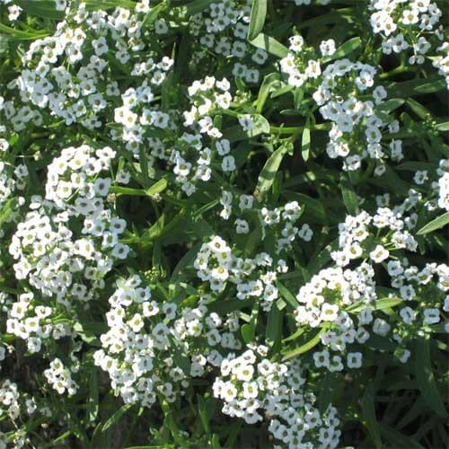 Signature Flower Seed Pack
