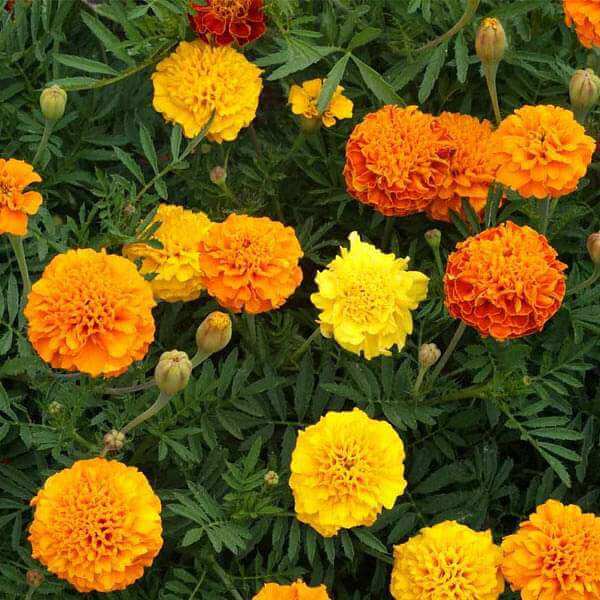 Signature Flower Seed Pack