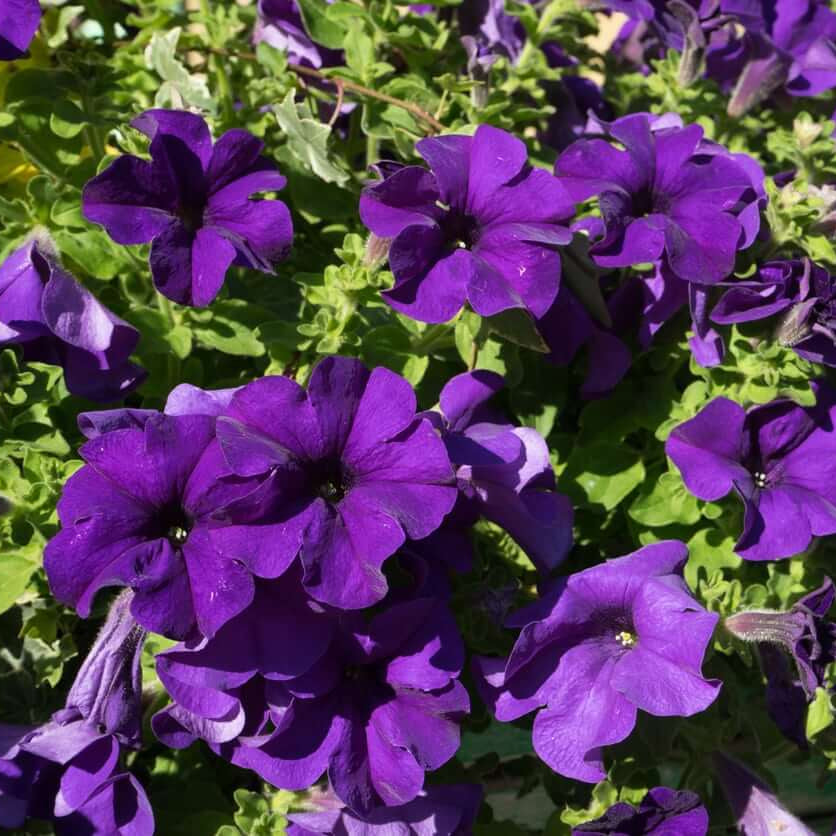 Signature Flower Seed Pack