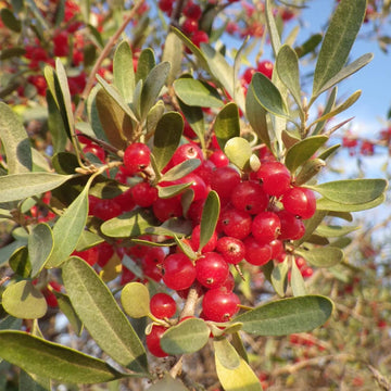 Silver Buffaloberry Seeds