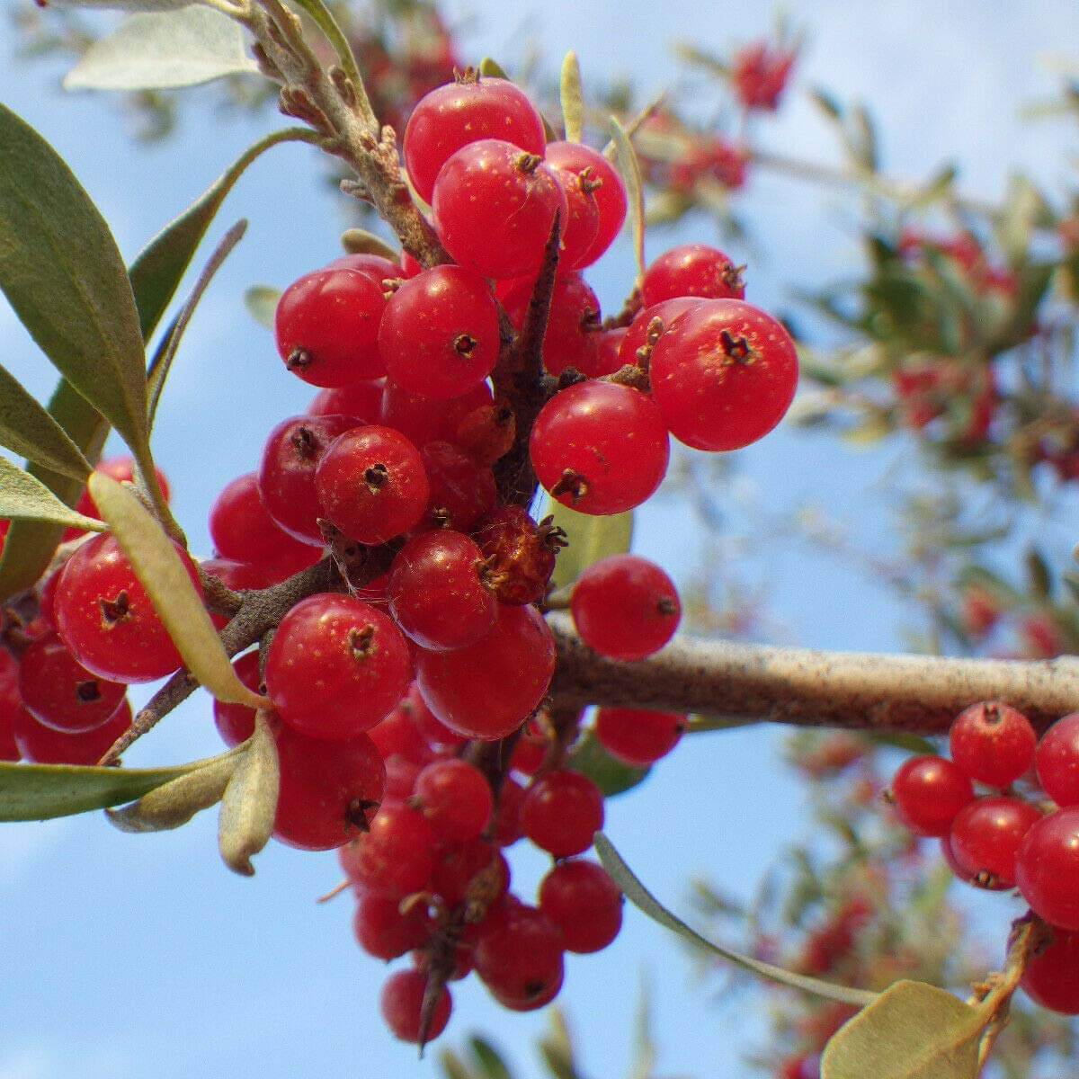 Silver Buffaloberry Seeds