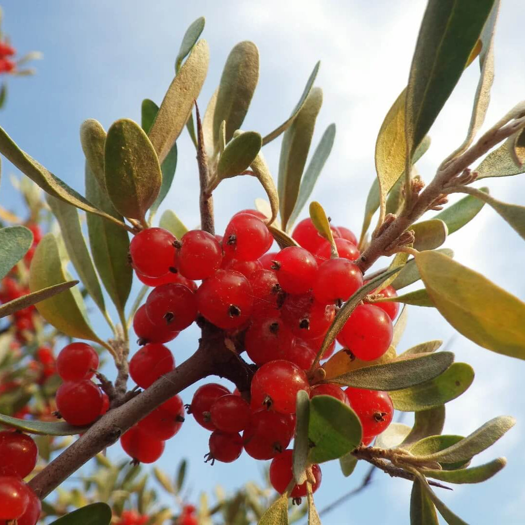 Silver Buffaloberry Seeds