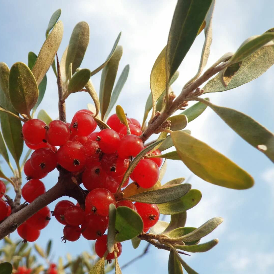 Silver Buffaloberry Seeds