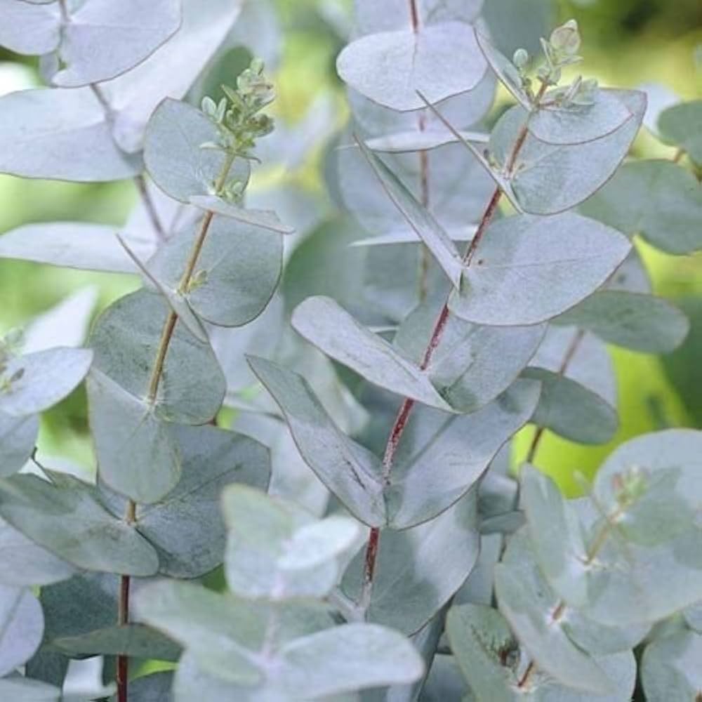 Silver Drop Eucalyptus Seeds