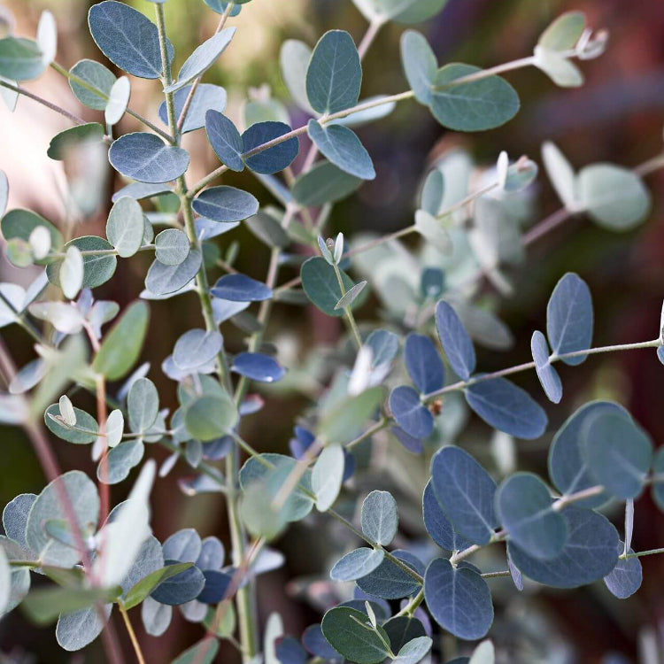 Silver Drop Eucalyptus Seeds