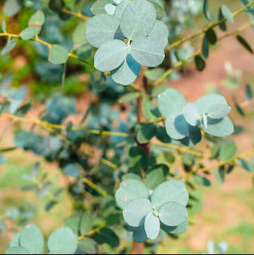 Silver Drop Eucalyptus Seeds