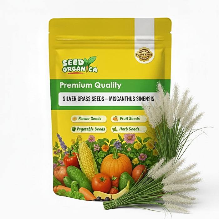 Silver Grass Seeds – Miscanthus Sinensis
