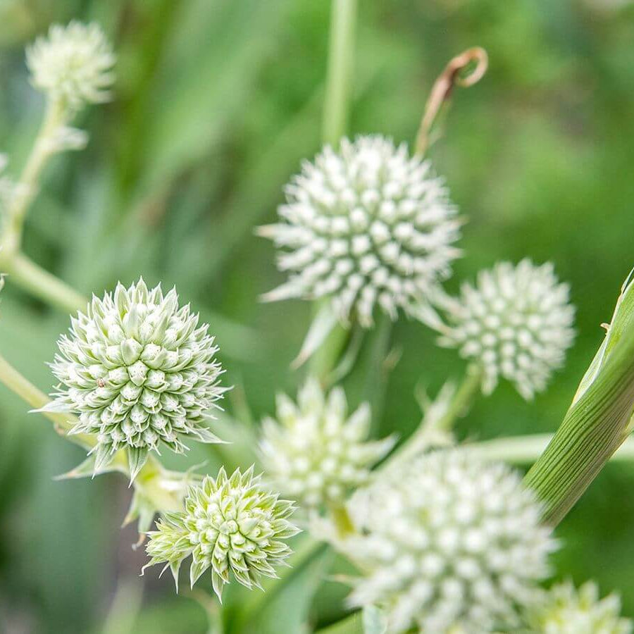 Silver Sea Holly Seeds - Flower Plant