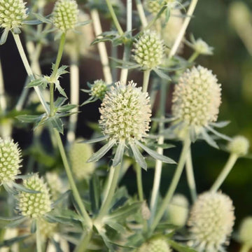 Silver Sea Holly Seeds - Flower Plant