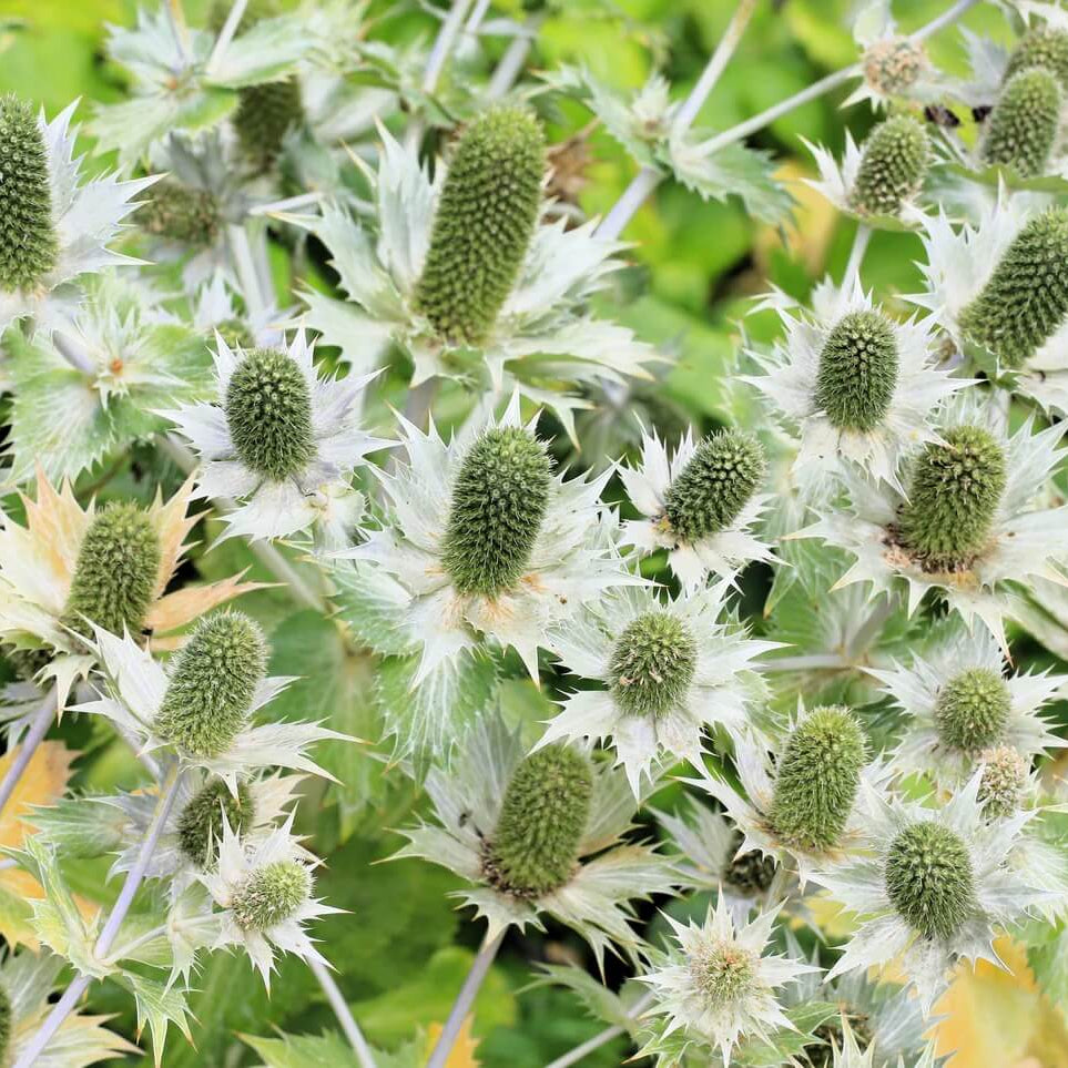 Silver Sea Holly Seeds - Flower Plant