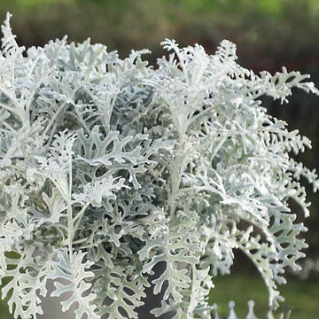 Silverdust Dusty Miller Seeds - Flower Plant