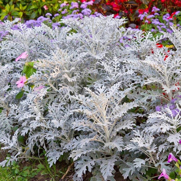 Silverdust Dusty Miller Seeds - Flower Plant