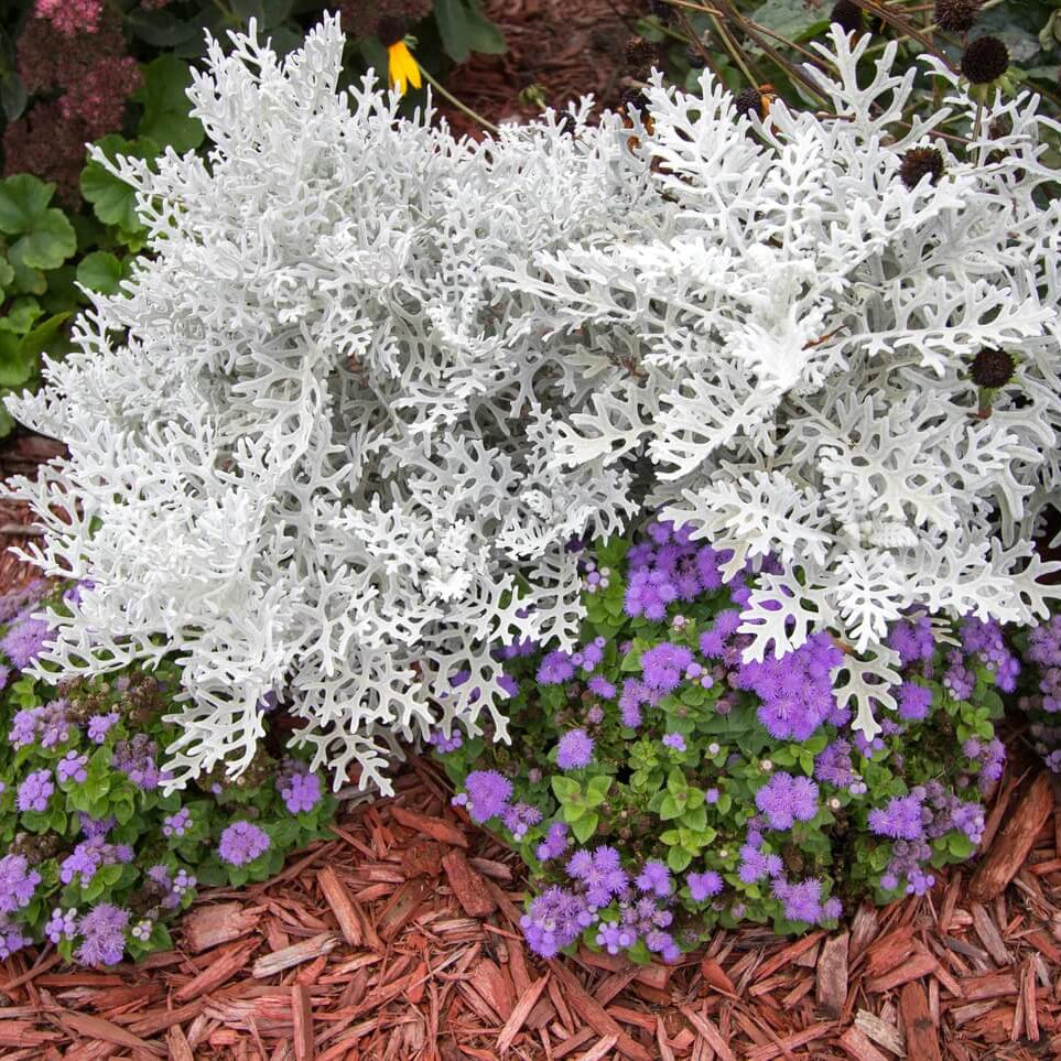 Silverdust Dusty Miller Seeds - Flower Plant