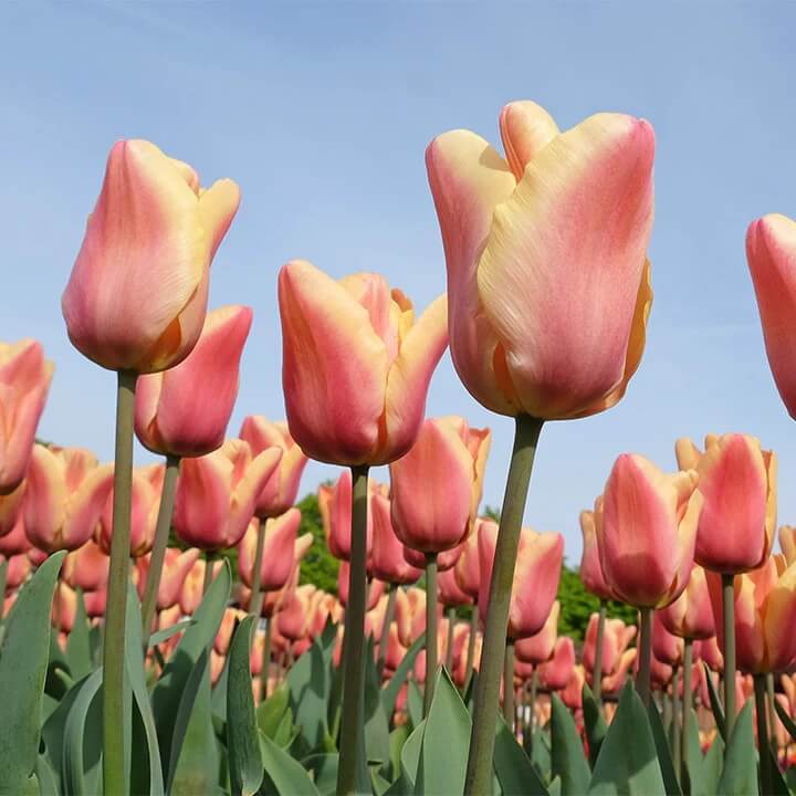 Single Early Tulip Seeds - Flower Plant