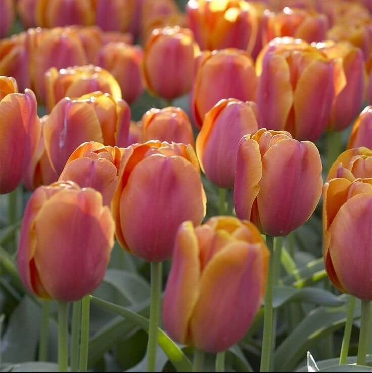 Single Early Tulip Seeds - Flower Plant