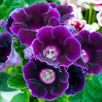 Sinningia Gloxinia Seeds - Flower Plant
