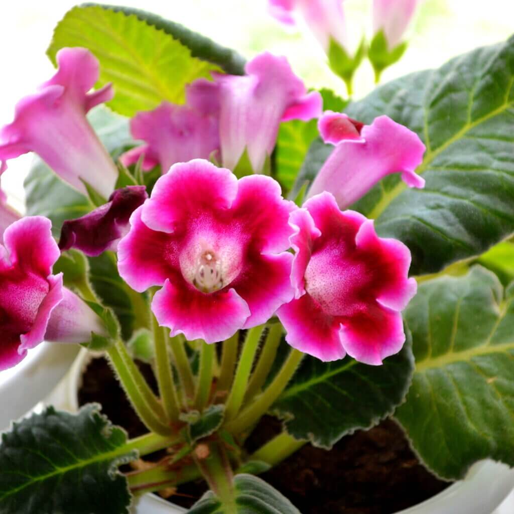 Sinningia Gloxinia Seeds - Flower Plant