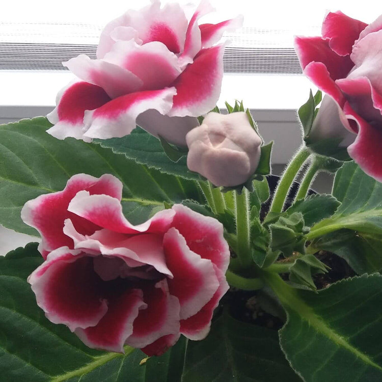 Sinningia Gloxinia Seeds - Flower Plant