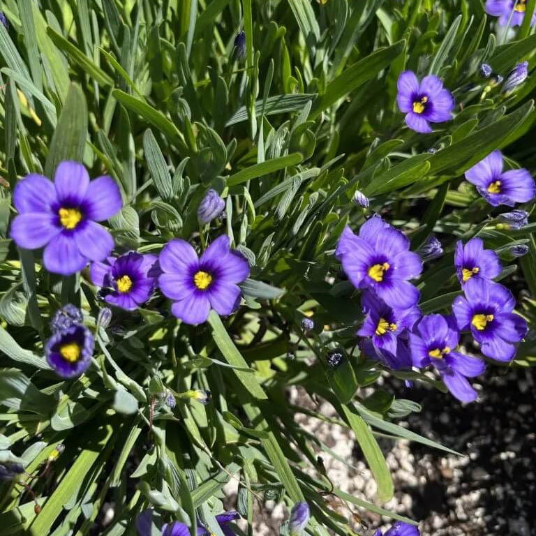 Sisyrinchium Bellum Seeds - Flower Plant