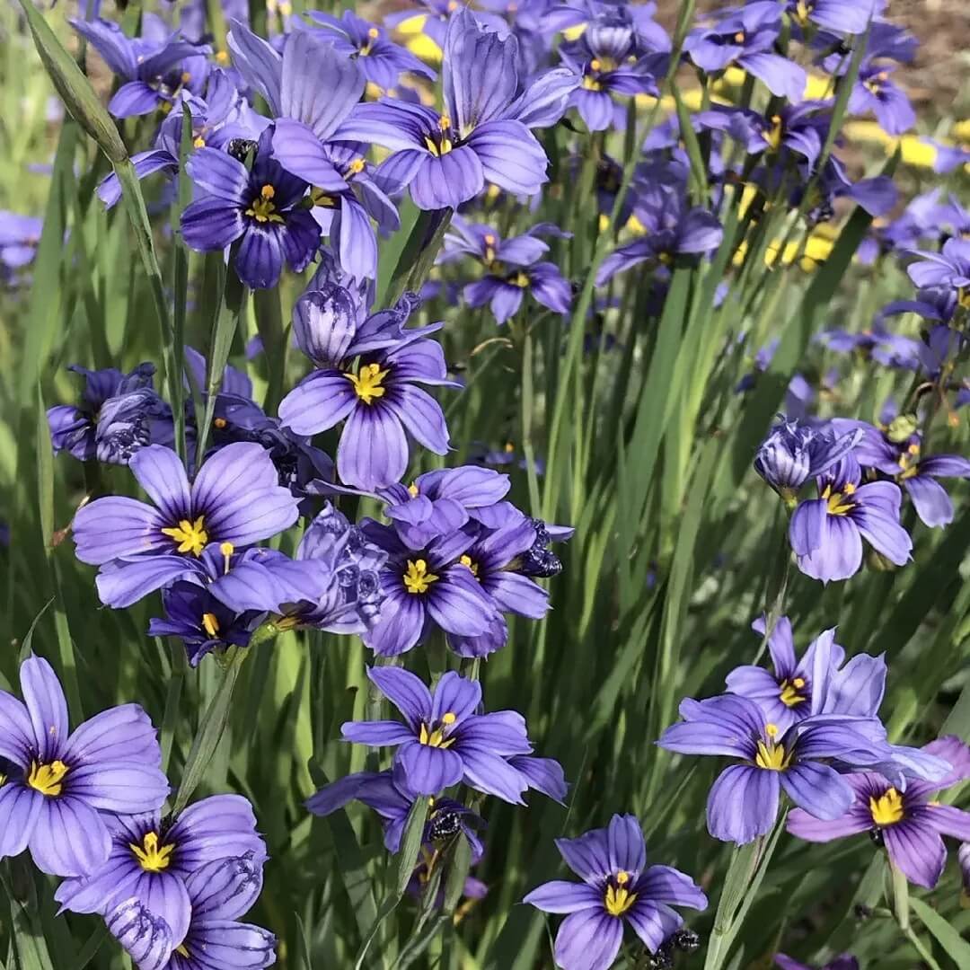 Sisyrinchium Bellum Seeds - Flower Plant